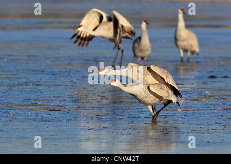 Sandhill gru (Grus canadensis), gruppo in piedi nel tratto superficiale di acqua, USA, New Mexico, Bosque del Apache National Wildlife Refuge Foto Stock