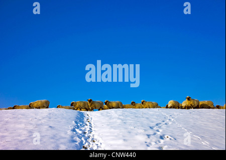 Allevamento di pecore su un snov-coperto dyke, Germania, Bassa Sassonia, Landkreis Osterholz, Aschwarden Foto Stock