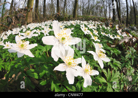 Legno (anemone Anemone nemorosa ,), fiori bianchi di legno anemone in primavera , Germania Foto Stock