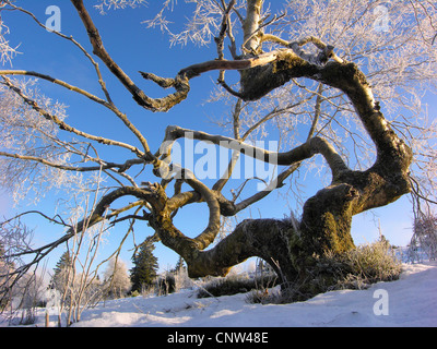 Comune di faggio (Fagus sylvatica), stranamente treeat sagomato il Kahlen Asten in inverno, in Germania, in Renania settentrionale-Vestfalia Foto Stock