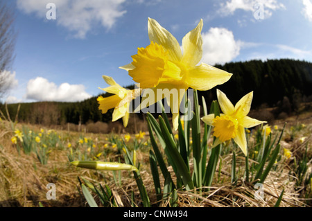 Daffodil comune (Narcissus pseudonarcissus), piante selvatiche che fiorisce in un prato, in Germania, in Renania settentrionale-Vestfalia, Eifel Foto Stock