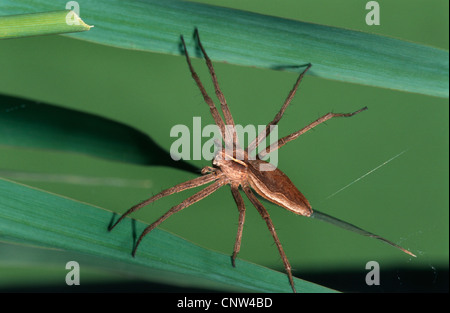 Vivaio spider web, fantastica pesca spider (Pisaura mirabilis), bilanciamento su erba, Germania Foto Stock