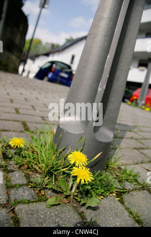 Tarassaco (Taraxacum spec.), nella pavimentazione, in Germania, in Renania settentrionale-Vestfalia, la zona della Ruhr, Herdecke Foto Stock