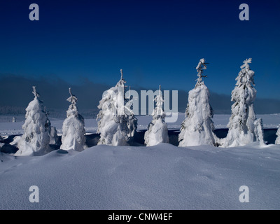 Incontaminata ampia coperta di neve pianura con fila di conifere, Repubblica Ceca, montagne Erz, Keilberg Foto Stock