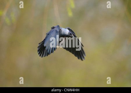 Taccola (Corvus monedula), volare, Germania Foto Stock