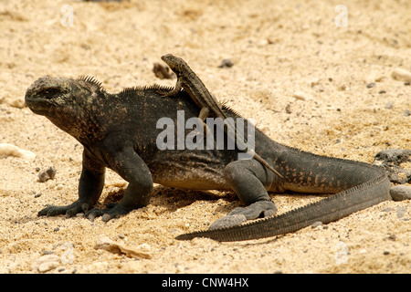 Iguana marina, Galapagos iguane marine (Amblyrhynchus cristatus), con i bambini sulla sua una schiena, Ecuador Isole Galapagos, Isabela Foto Stock