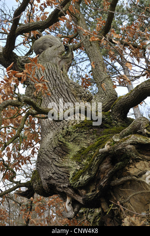 Comune di Quercia farnia, farnia (Quercus robur), nodose quercia in autunno, Germania, Hesse, GFN Kahle Haardt Foto Stock