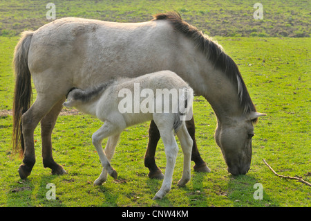 Tarpan (Equus ferus gmelini, Equus gmelini), il mare e il puledro sul prato, Germania Foto Stock