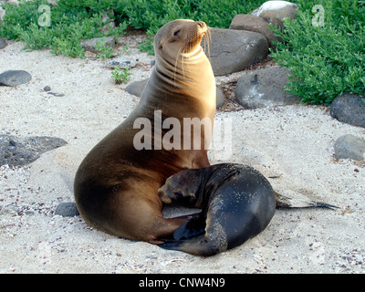 Le Galapagos Sea Lion (Zalophus californianus wollebaeki, Zalophus wollebaeki), con cucciolo sdraiato sulla spiaggia, Ecuador Isole Galapagos Foto Stock