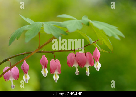 Comune di cuore di sanguinamento (Dicentra spectabilis), infiorescenza Foto Stock