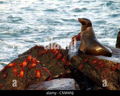 Le Galapagos Sea Lion (Zalophus californianus wollebaeki, Zalophus wollebaeki), con Sally lightfood granchi, Grapsus grapsus, su una roccia sul mare, Ecuador Isole Galapagos Foto Stock