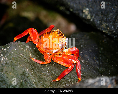 Sally lightfoot crab, chiazzato shore crab (Grapsus grapsus), singel individuo seduto su una roccia costiere, Ecuador Isole Galapagos Foto Stock