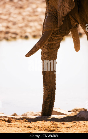 Elefante africano (Loxodonta africana), elefante bere a waterhole, Namibia, Etosha Nationalpark Foto Stock