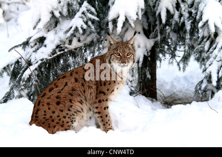 Eurasian (Lynx Lynx lynx), lynx nella neve, Germania Foto Stock