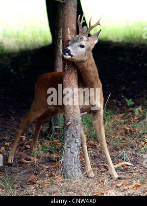 Il capriolo (Capreolus capreolus), roebuck marcatura, GERMANIA Baden-Wuerttemberg Foto Stock