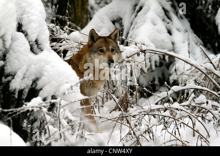 Unione lupo (Canis lupus lupus), spiata da dietro un abete, Germania, montagne Erz Foto Stock