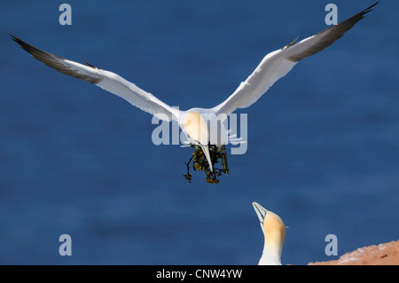 Northern gannet (Sula bassana, Morus bassanus), vola con materiale di nidificazione nel bill al luogo di allevamento, la Germania, l'isola di Helgoland Foto Stock