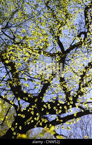 Faggio piangente (Fagus sylvatica 'Pendula', Fagus sylvatica Pendula), in primavera, Germania Foto Stock