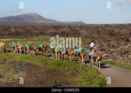 Dromedario, one-humped camel (Camelus dromedarius), dromedario nel Parco Nazionale Timanfaya su Lanzarote isole Canarie Lanzarote, Parco Nazionale di Timanfaya Foto Stock