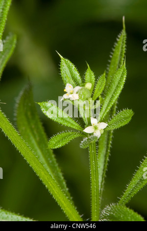 Cleavers, goosegrass, catchweed (bedstraw Galium aparine), fioritura, Germania Foto Stock