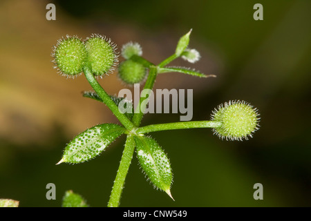 Cleavers, goosegrass, catchweed (bedstraw Galium aparine), frutta, Germania Foto Stock