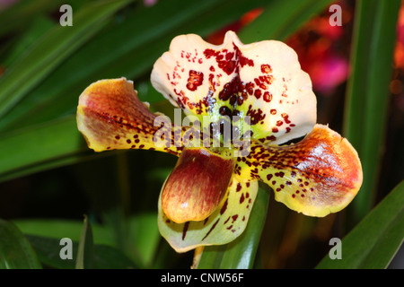 Henrys's lady pantofola (Paphiopedilum-Hybride), fiore Foto Stock