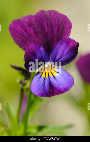 Cornuto pansy, cornuto viola (Viola cornuta), fiore, Deutschland / Germania Foto Stock