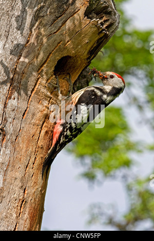 Medio macchie Picchio (Picoides medius, Dendrocopos medius), con la presenza di insetti nel becco di fronte al den, Germania Foto Stock