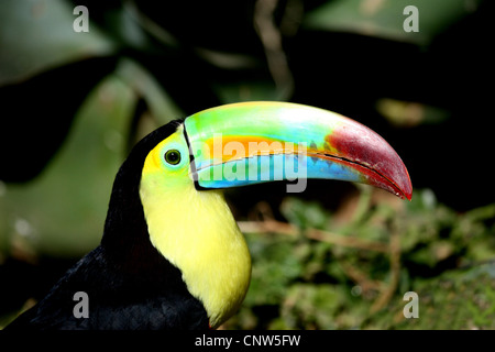 Chiglia fatturati toucan (Ramphastos sulfuratus), ritratto Foto Stock