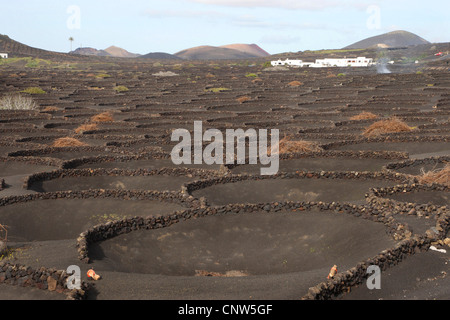 Vulcano paesaggio con piante di vite a Lanzarote isole Canarie Lanzarote Foto Stock