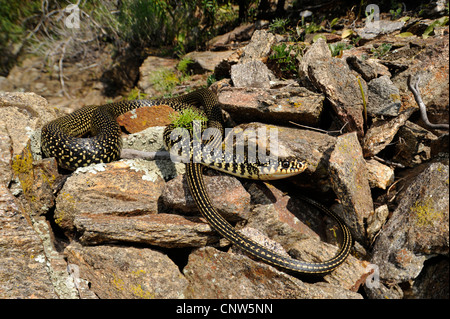 Unione frusta snake, dell'Europa occidentale frusta snake, verde scuro e whipsnake (Coluber viridiflavus, Hierophis viridiflavus ), sulle rocce, Italia Sardegna Foto Stock