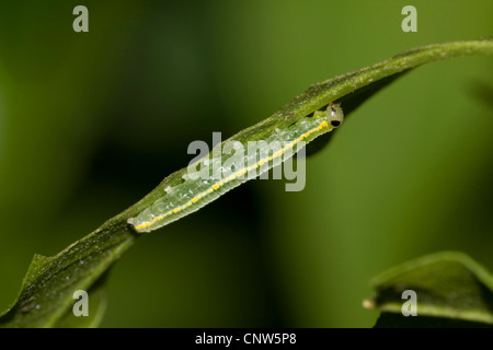 Brush-footed butterfly, glasswing (Greta oto), Caterpillar a una foglia Foto Stock