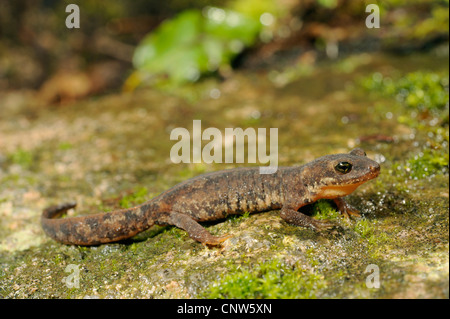 Brook sardo salamander, montagna sarda newt (Euproctus platycephalus ), sulla pietra di muschio, Italia, Sardegna, Sarrabusa Foto Stock