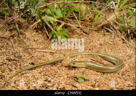 Tre-toed skink, algerini cilindrica (skink Chalcides chalcides), sul suolo sabbioso, Italia Sardegna Foto Stock