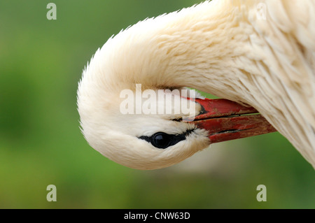 Cicogna bianca (Ciconia ciconia), bianco storck preening piume, Francia, Alsazia Foto Stock