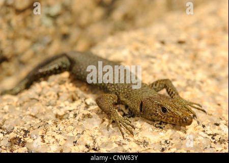 Bedriaga rock lizard (Lacerta bedriagae, Archaeolacerta bedriagae, Archaeolacerta bedriagae sardoa), su pietra, Italia Sardegna Foto Stock