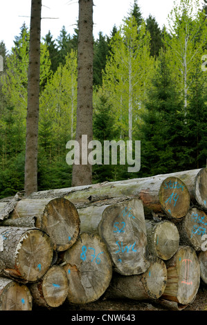 Abete (Picea abies), cuttet abete rosso dopo la raccolta, in Germania, in Renania settentrionale-Vestfalia, Sauerland, Arnsberg Foto Stock