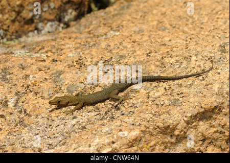 Bedriaga rock lizard (Lacerta bedriagae, Archaeolacerta bedriagae, Archaeolacerta bedriagae sardoa), su roccia, Italia Sardegna Foto Stock