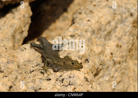 Bedriaga rock lizard (Lacerta bedriagae, Archaeolacerta bedriagae, Archaeolacerta bedriagae sardoa), su roccia, Italia Sardegna Foto Stock
