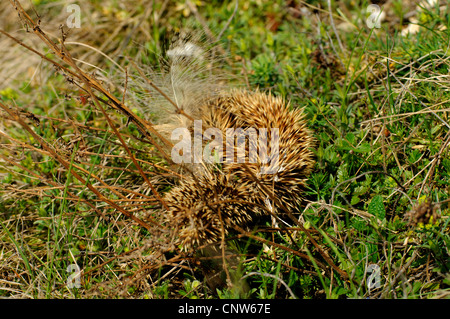 Nord del gufo reale (Bubo bubo), igel della pelle come il resto della preda, GERMANIA Baden-Wuerttemberg Foto Stock