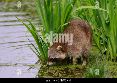 Procione comune (Procione lotor), alla ricerca di cibo in acqua, Germania Foto Stock