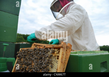 Il miele delle api, hive bee (Apis mellifera mellifera), apicoltore controllo alveari, Germania Foto Stock