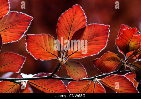 Il rame faggio (Fagus sylvatica var. purpurea, Fagus sylvatica 'Atropunicea', Fagus sylvatica Atropunicea), foglie rosse in controluce Foto Stock