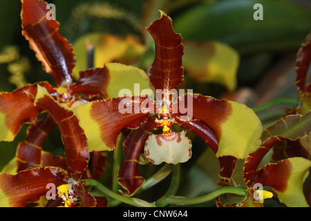 Lady pantofola (Paphiopedilum spec.), fiore Foto Stock
