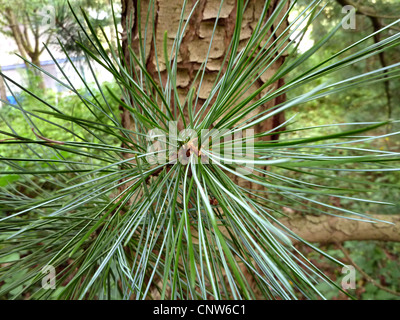 Il coreano pine (Pinus koraiensis), il ramo con aghi in fornt di tronco di albero Foto Stock