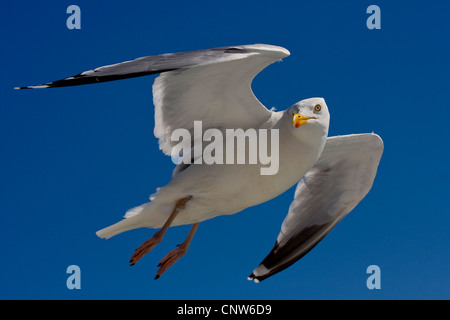 Aringa gabbiano (Larus argentatus), volare, Germania Foto Stock