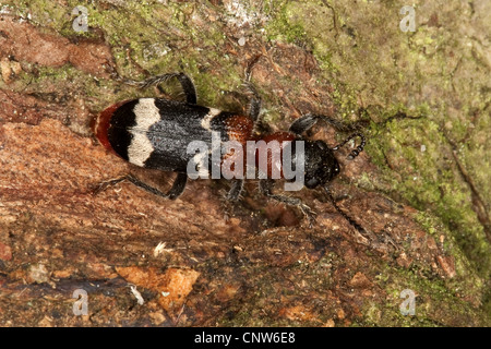 Ant beetle (Thanasimus formicarius), seduto sulla corteccia, Germania Foto Stock