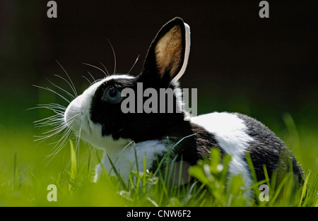 Coniglio nano (oryctolagus cuniculus f. domestica), sul prato Foto Stock