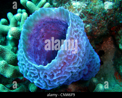 Vaso azzurro spugna (Callyspongia plicifera), tra coralli, Repubblica Dominicana, La Romana, Bayahibe Foto Stock