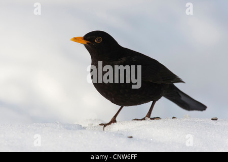 Merlo (Turdus merula), maschio, Germania Foto Stock